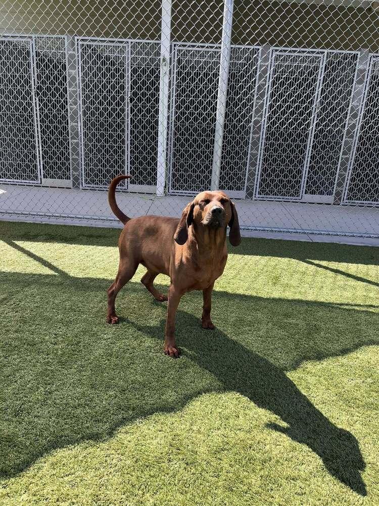 Bourbon - fostered in Omaha, Adoptable, Adult Male Redbone Coonhound.