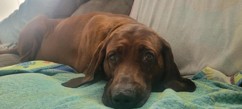 Enlarge Bourbon - fostered in Omaha, a Adoptable Redbone Coonhound in Shawnee Mission, KS image 2/2