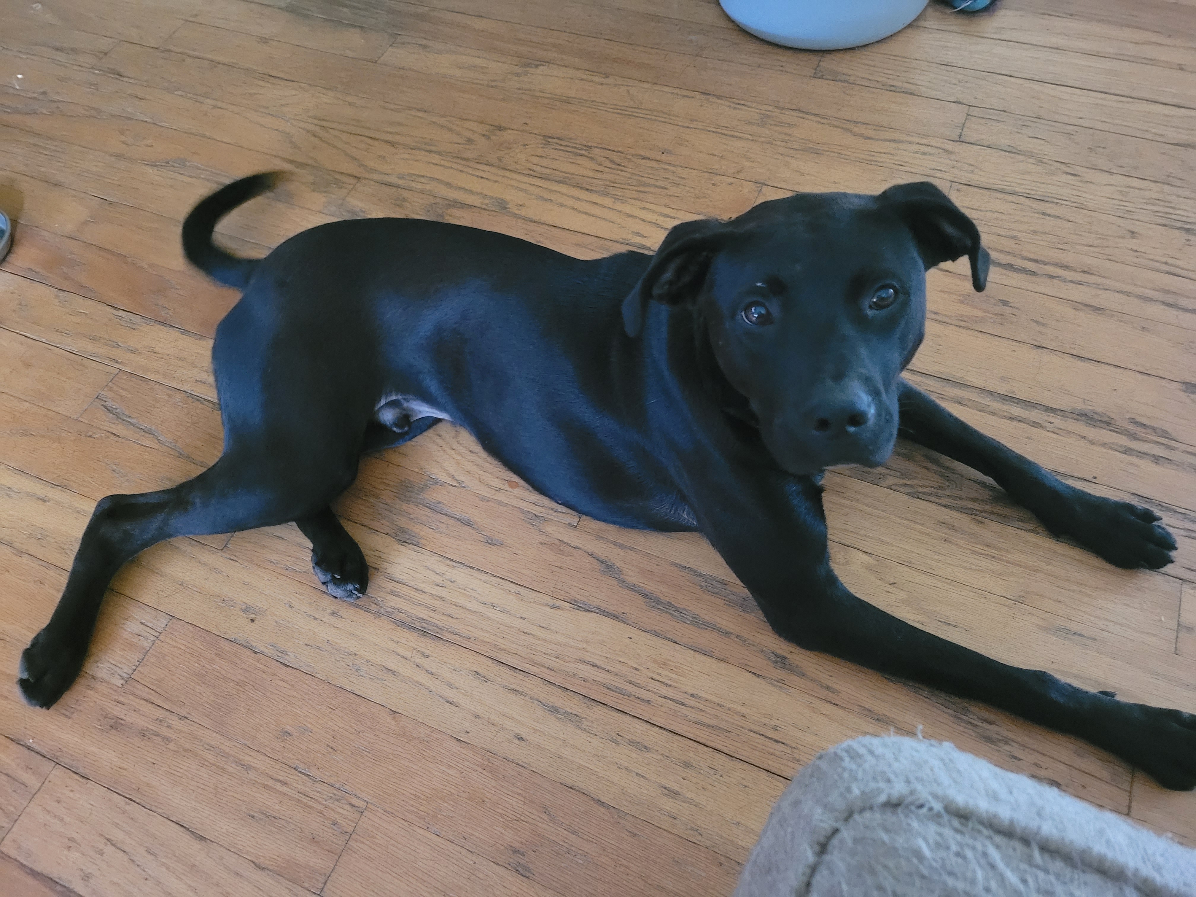Enlarge Zane, a Adopted Black Labrador Retriever in Tampa, FL image 1/5