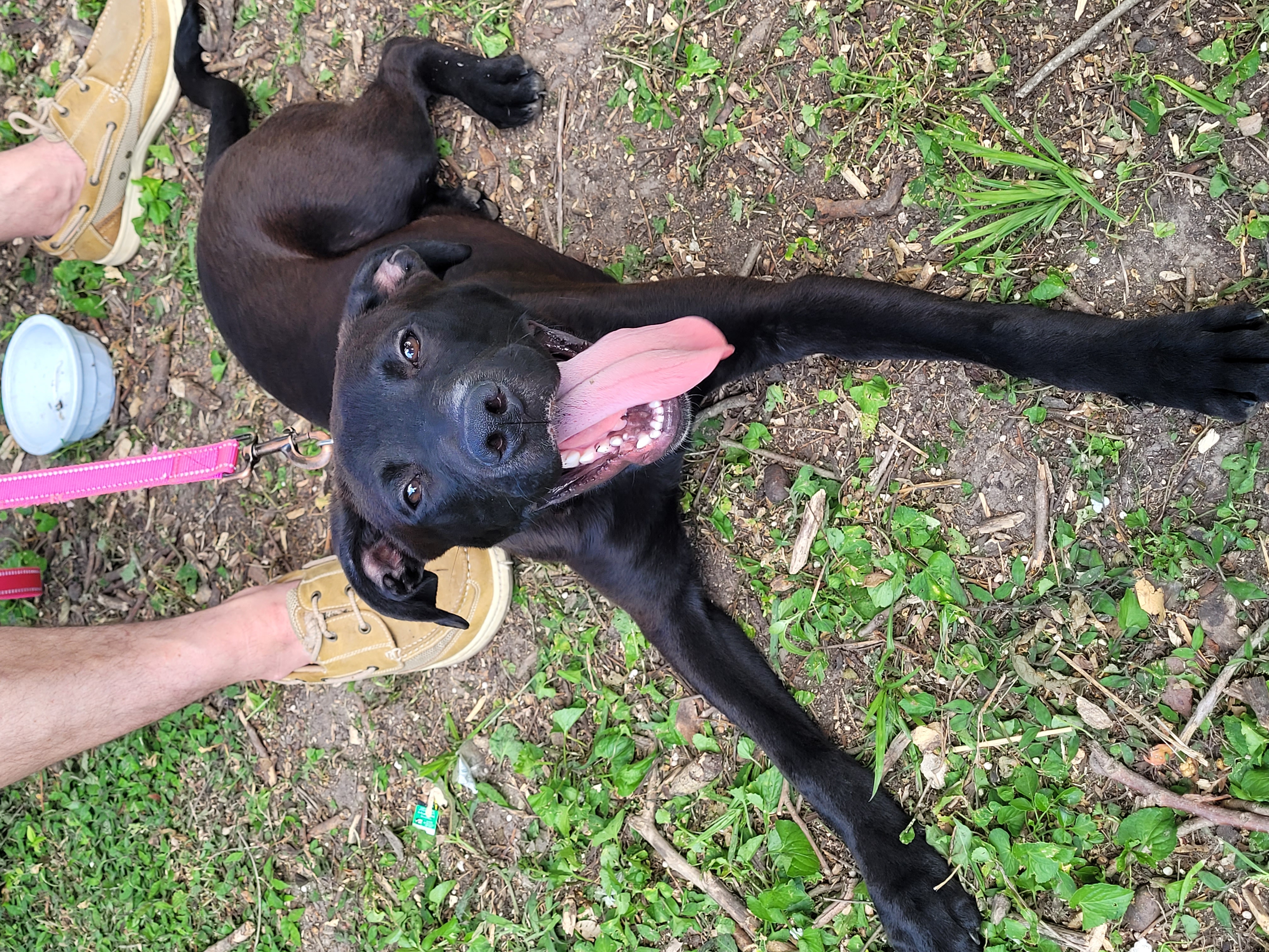 Enlarge Zane, a Adopted Black Labrador Retriever in Tampa, FL image 3/5