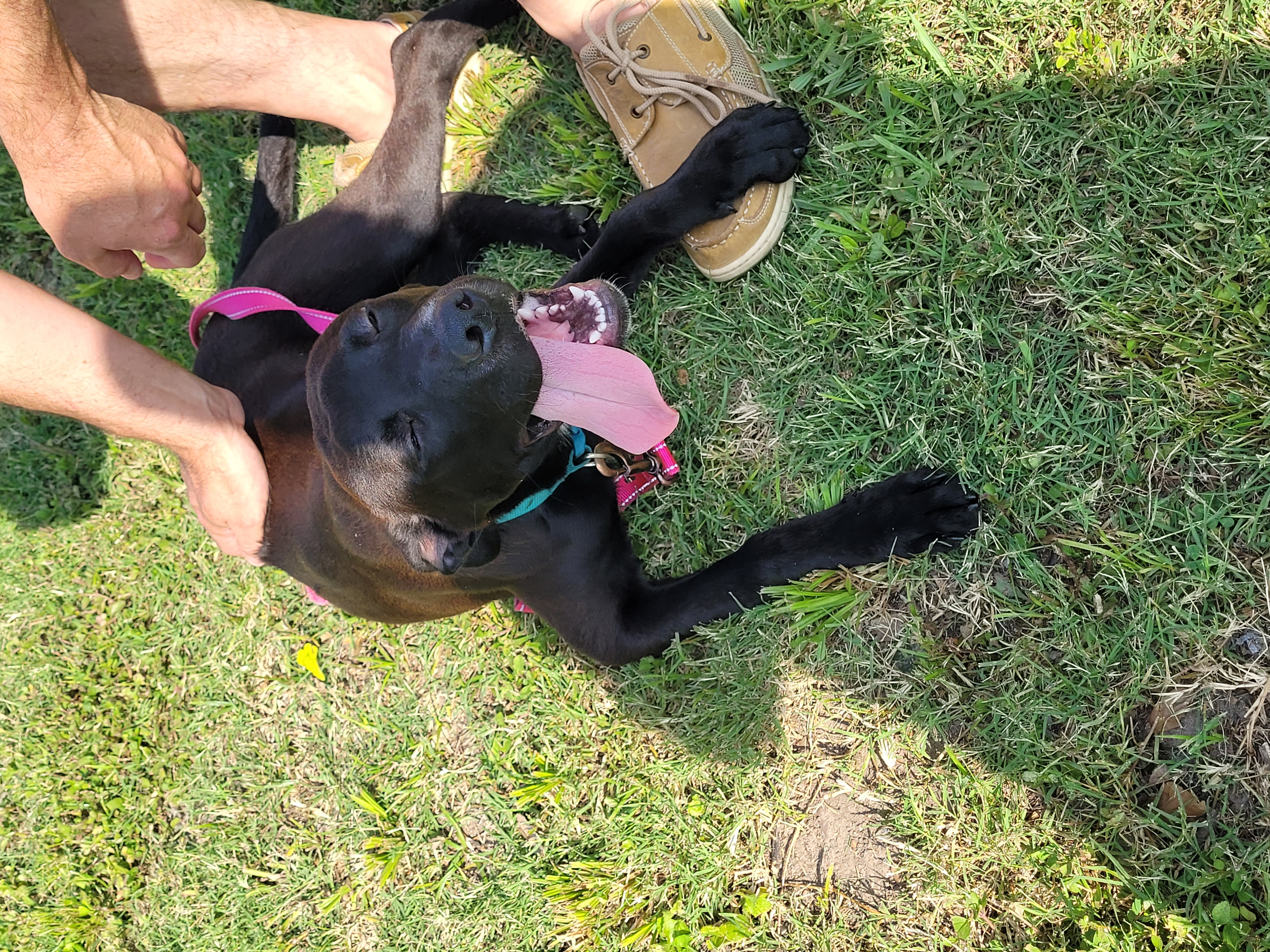 Enlarge Zane, a Adopted Black Labrador Retriever in Tampa, FL image 4/5