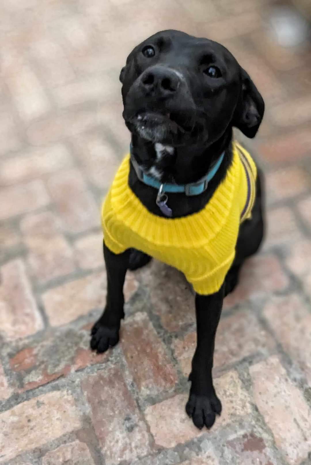 Enlarge Zane, a Adopted Black Labrador Retriever in Tampa, FL image 5/5