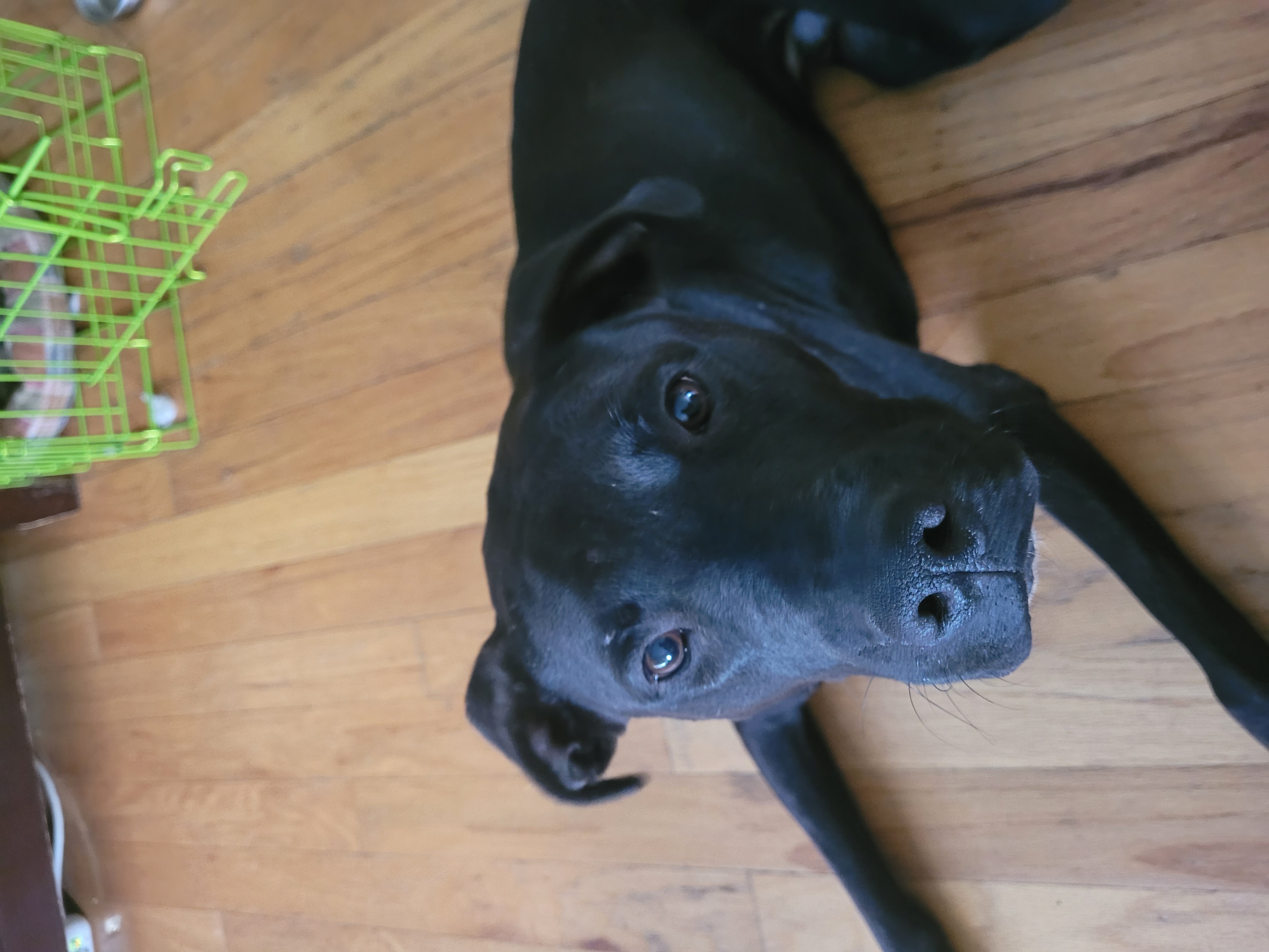 Enlarge Zane, a Adopted Black Labrador Retriever in Tampa, FL image 2/5