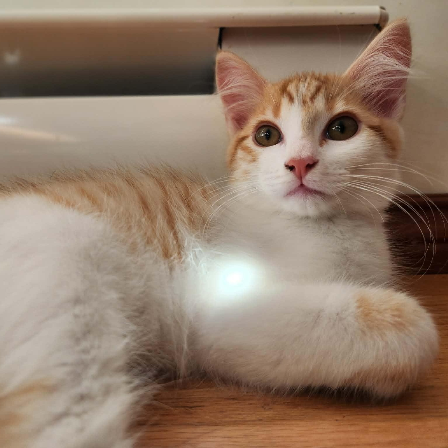 Enlarge SQUIRT, a Adoptable Domestic Medium Hair in Campbell River, BC image 2/6