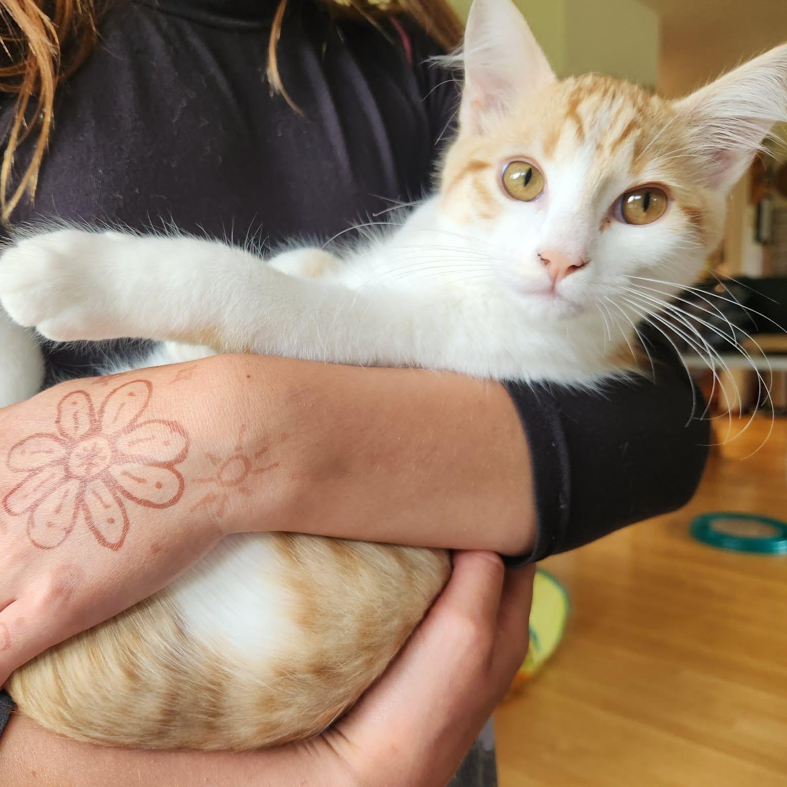 Enlarge SQUIRT, a Adoptable Domestic Medium Hair in Campbell River, BC image 4/6