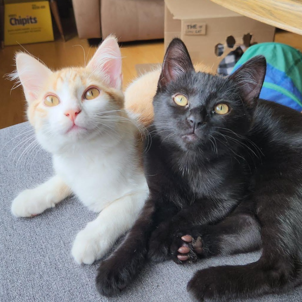 Enlarge SQUIRT, a Adoptable Domestic Medium Hair in Campbell River, BC image 5/6