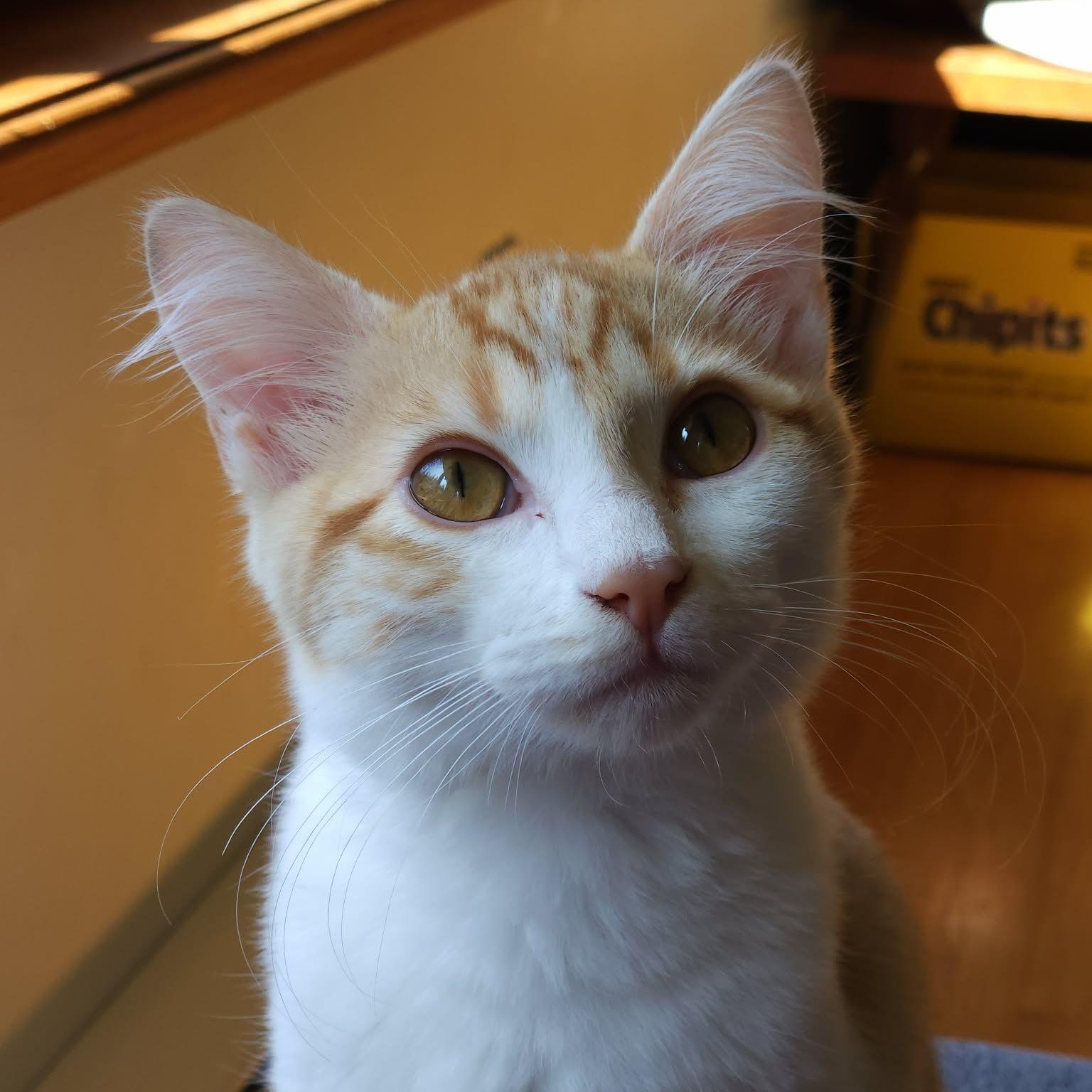 Enlarge SQUIRT, a Adoptable Domestic Medium Hair in Campbell River, BC image 1/6