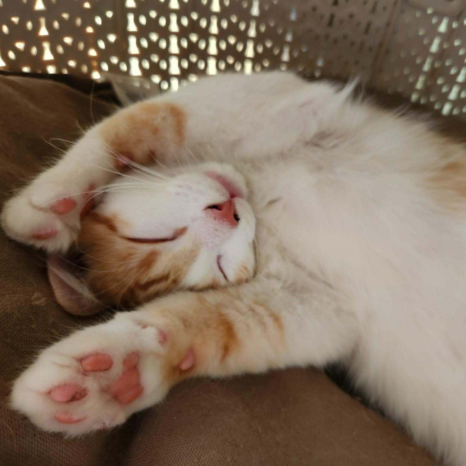 Enlarge SQUIRT, a Adoptable Domestic Medium Hair in Campbell River, BC image 3/6