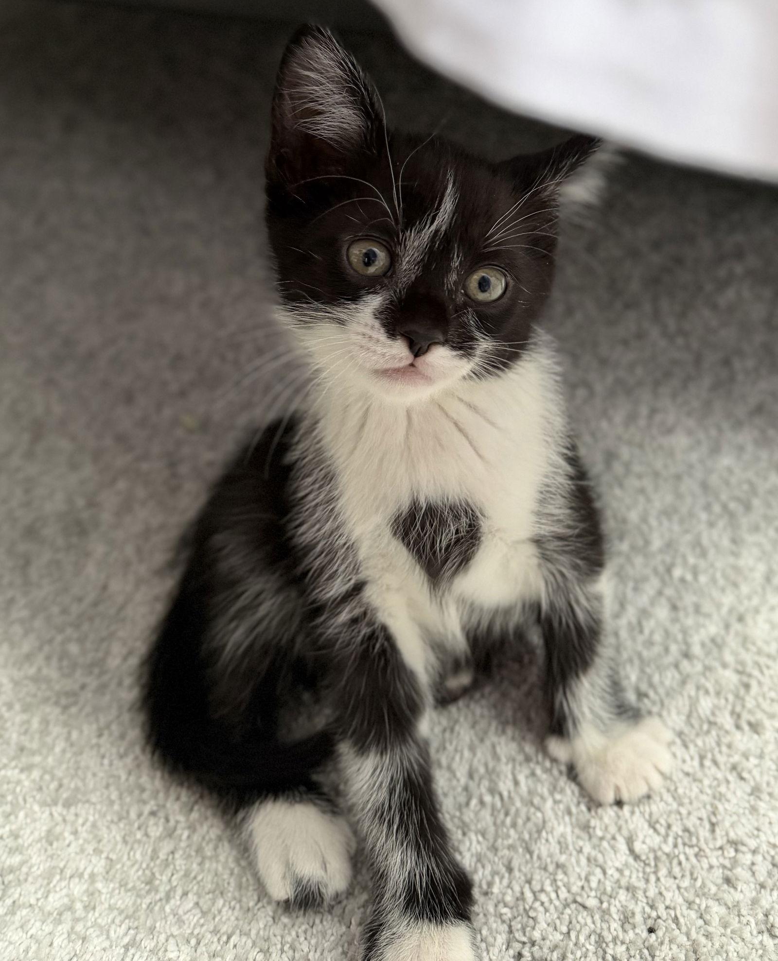 Midnight, Adoptable, Young Male Domestic Short Hair.