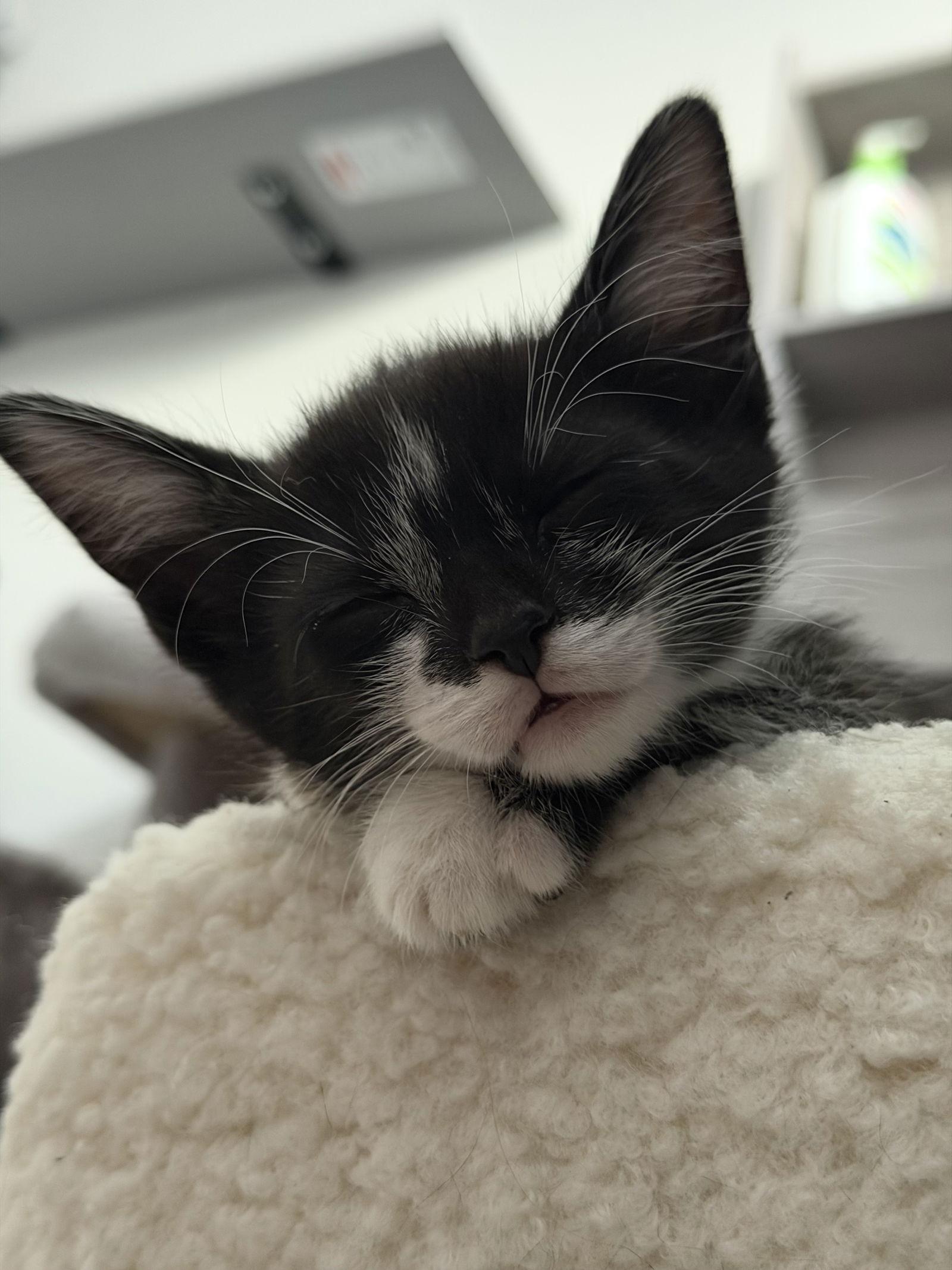 Midnight, a Adoptable Domestic Short Hair in Minneapolis, MN image 2/3