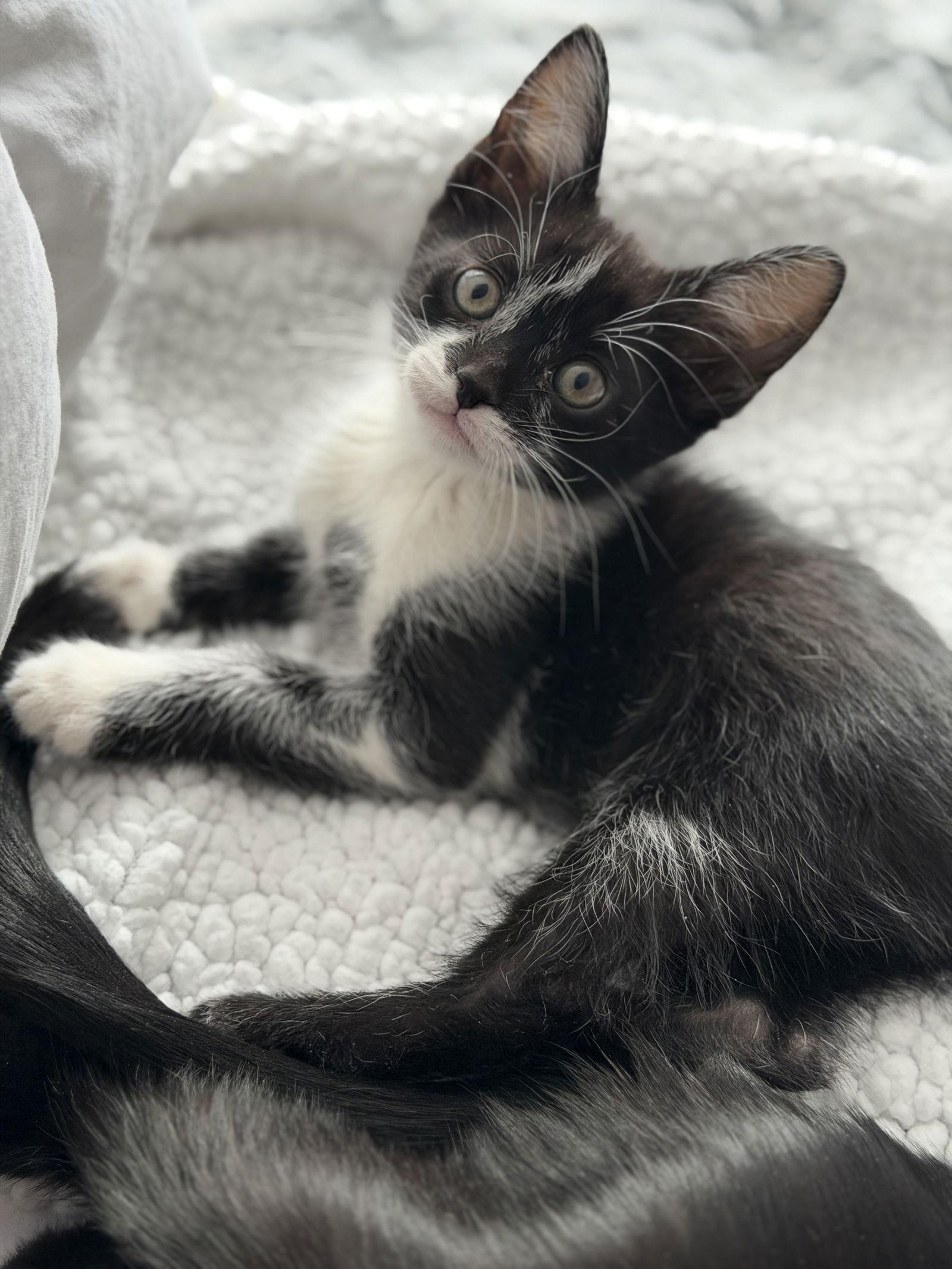 Midnight, a Adoptable Domestic Short Hair in Minneapolis, MN image 3/3