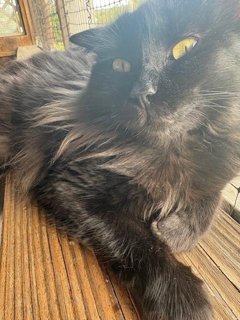 Enlarge Sugar Baby, a ADOPTABLE Domestic Medium Hair in Santa Cruz, CA image 2/6