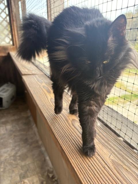 Enlarge Sugar Baby, a ADOPTABLE Domestic Medium Hair in Santa Cruz, CA image 4/6