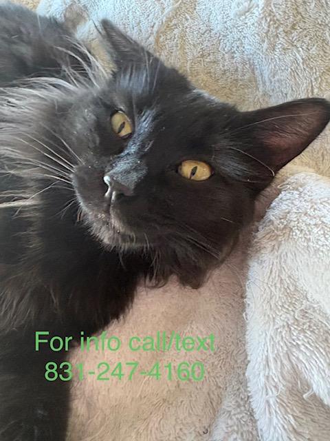 Sugar Baby, ADOPTABLE, Adult Female Domestic Medium Hair.