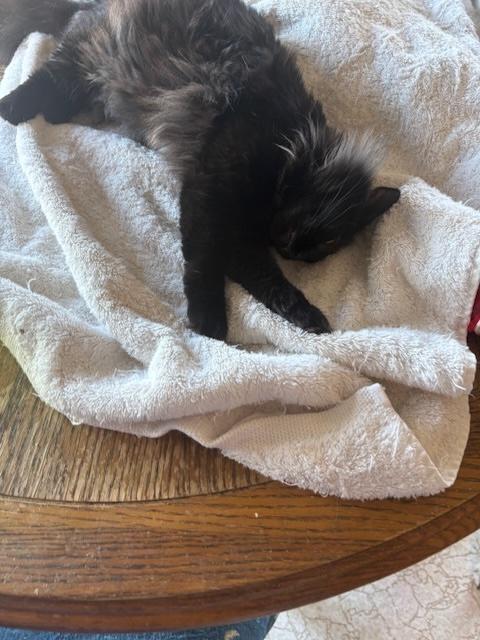 Enlarge Sugar Baby, a ADOPTABLE Domestic Medium Hair in Santa Cruz, CA image 6/6