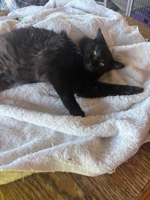 Enlarge Sugar Baby, a ADOPTABLE Domestic Medium Hair in Santa Cruz, CA image 5/6