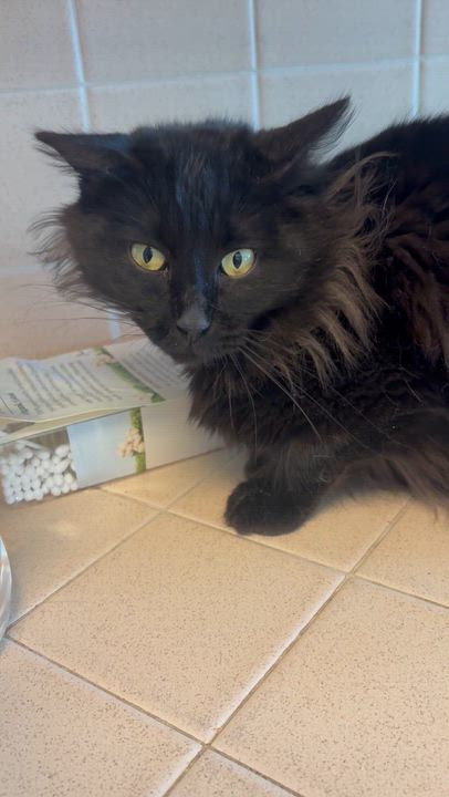 Enlarge Sugar Baby, a ADOPTABLE Domestic Medium Hair in Santa Cruz, CA video 3/6