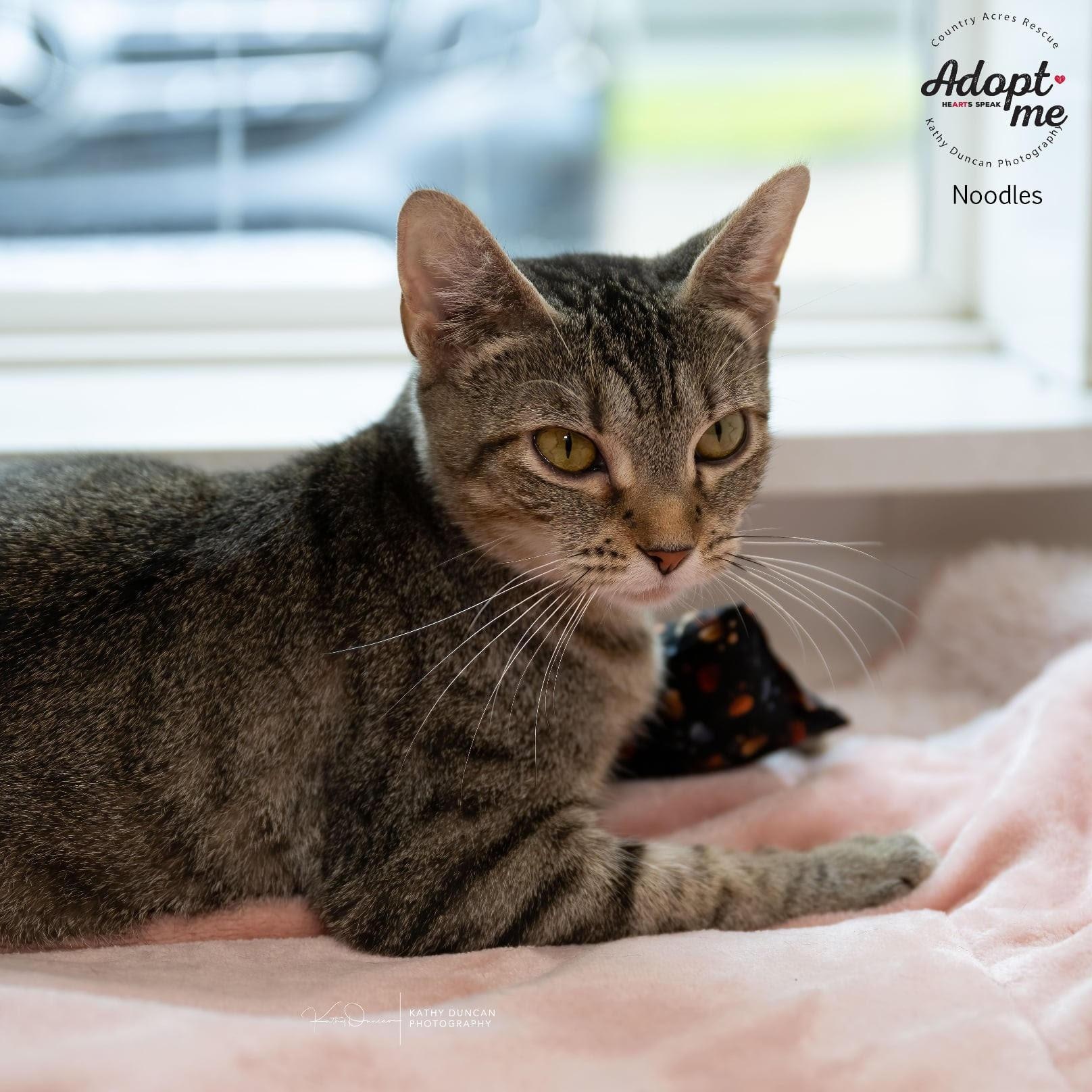 Noodles, Adoptable, Young Female Domestic Short Hair.