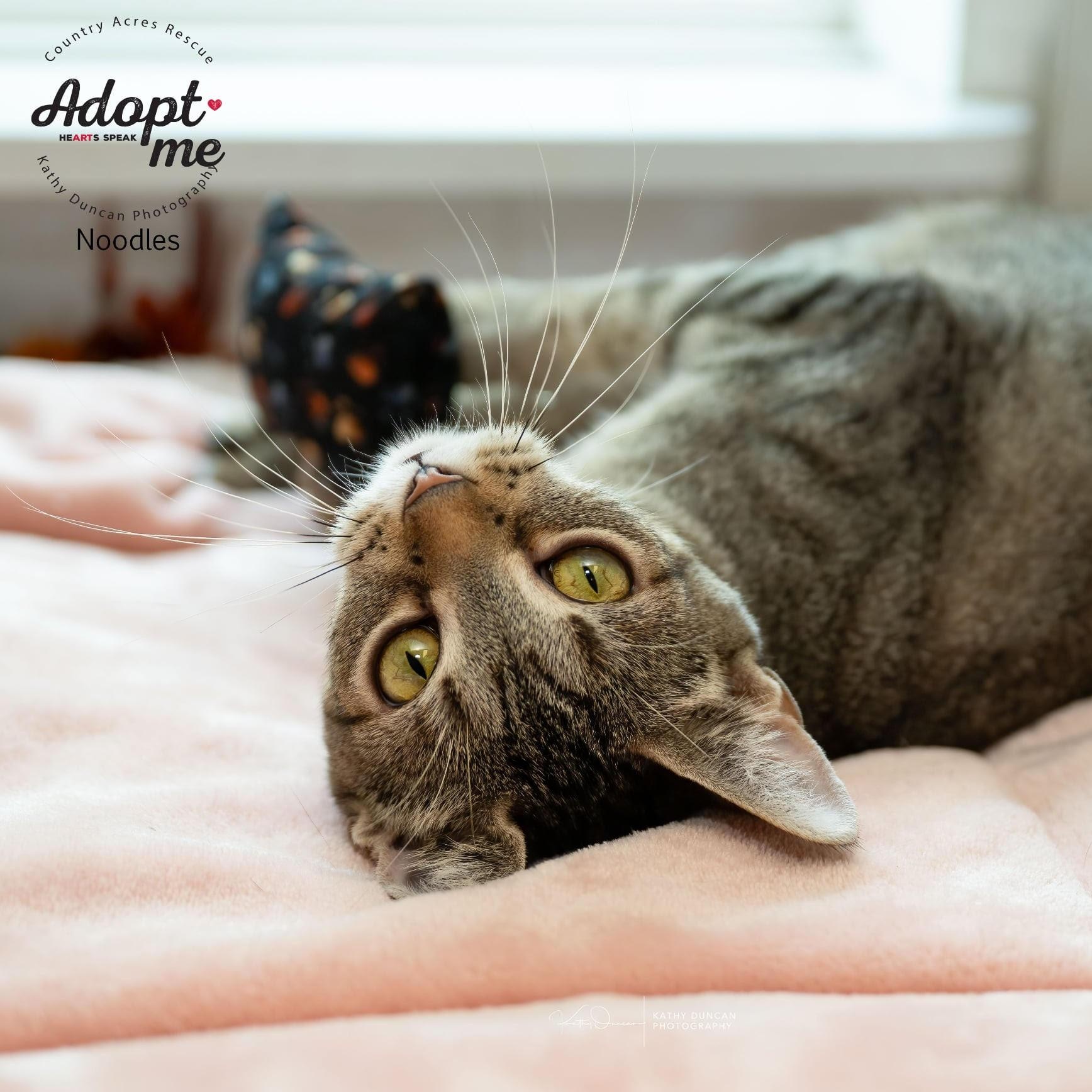 Noodles, an adopted Domestic Short Hair in Manchester, MO image 2/4