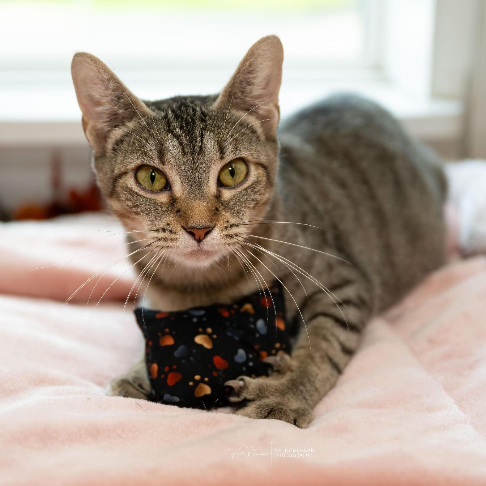 Noodles, an adopted Domestic Short Hair in Manchester, MO image 3/4