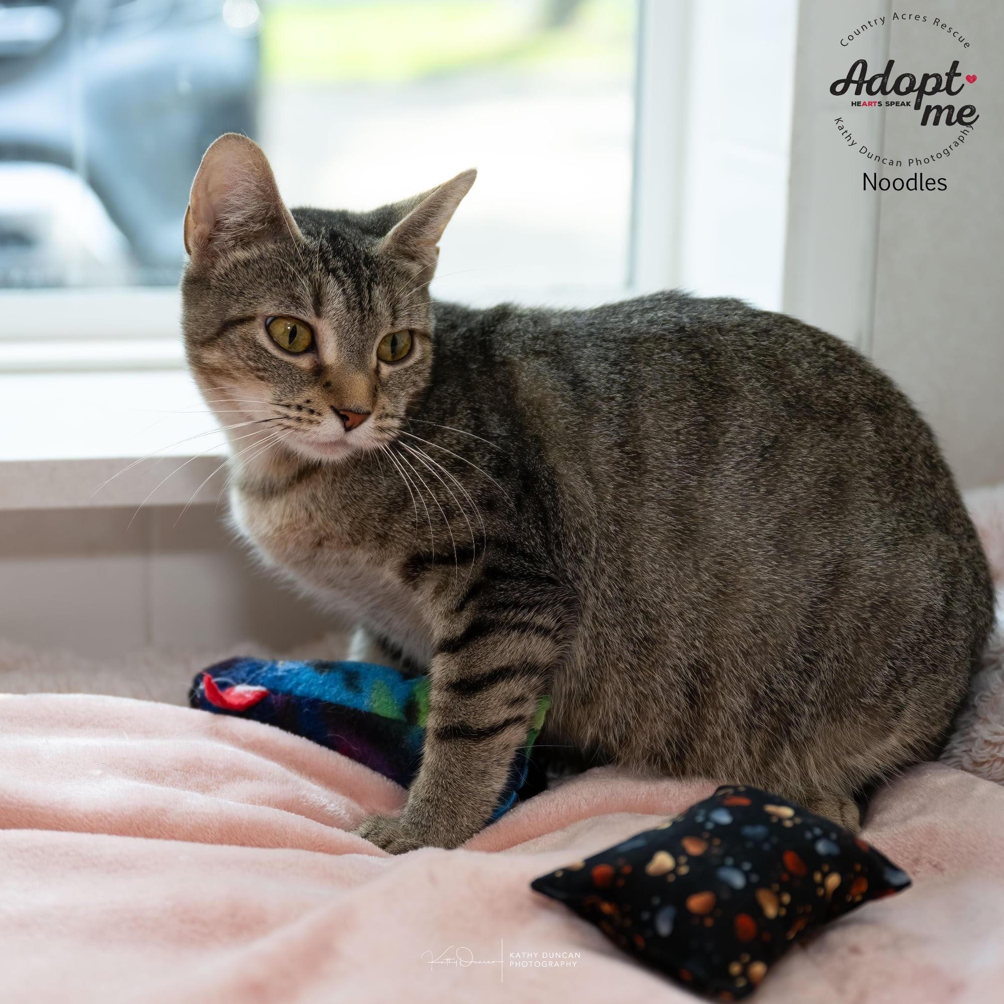 Noodles, an adopted Domestic Short Hair in Manchester, MO image 4/4