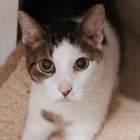 Jimbo, ADOPTABLE, Adult Male Domestic Short Hair.
