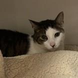 Enlarge Jimbo, a ADOPTABLE Domestic Short Hair in Hilliard, OH image 2/2