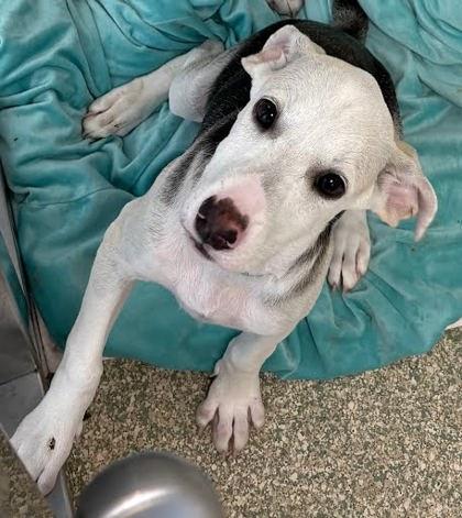 Enlarge Xiao Yu, a Adoptable mixed breed in Washington, DC image 1/1