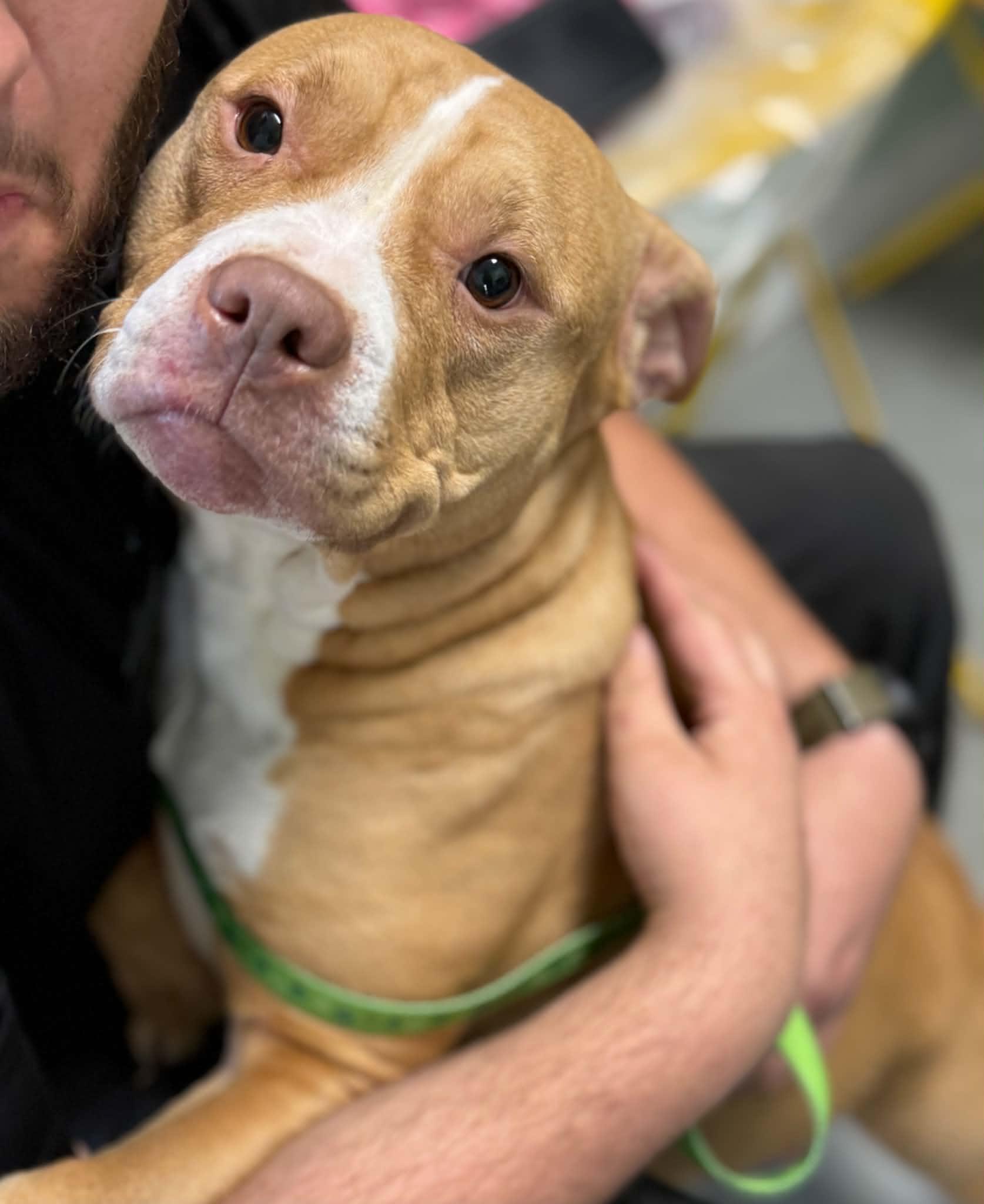 Lilo, Adoptable, Adult Female American Staffordshire Terrier.