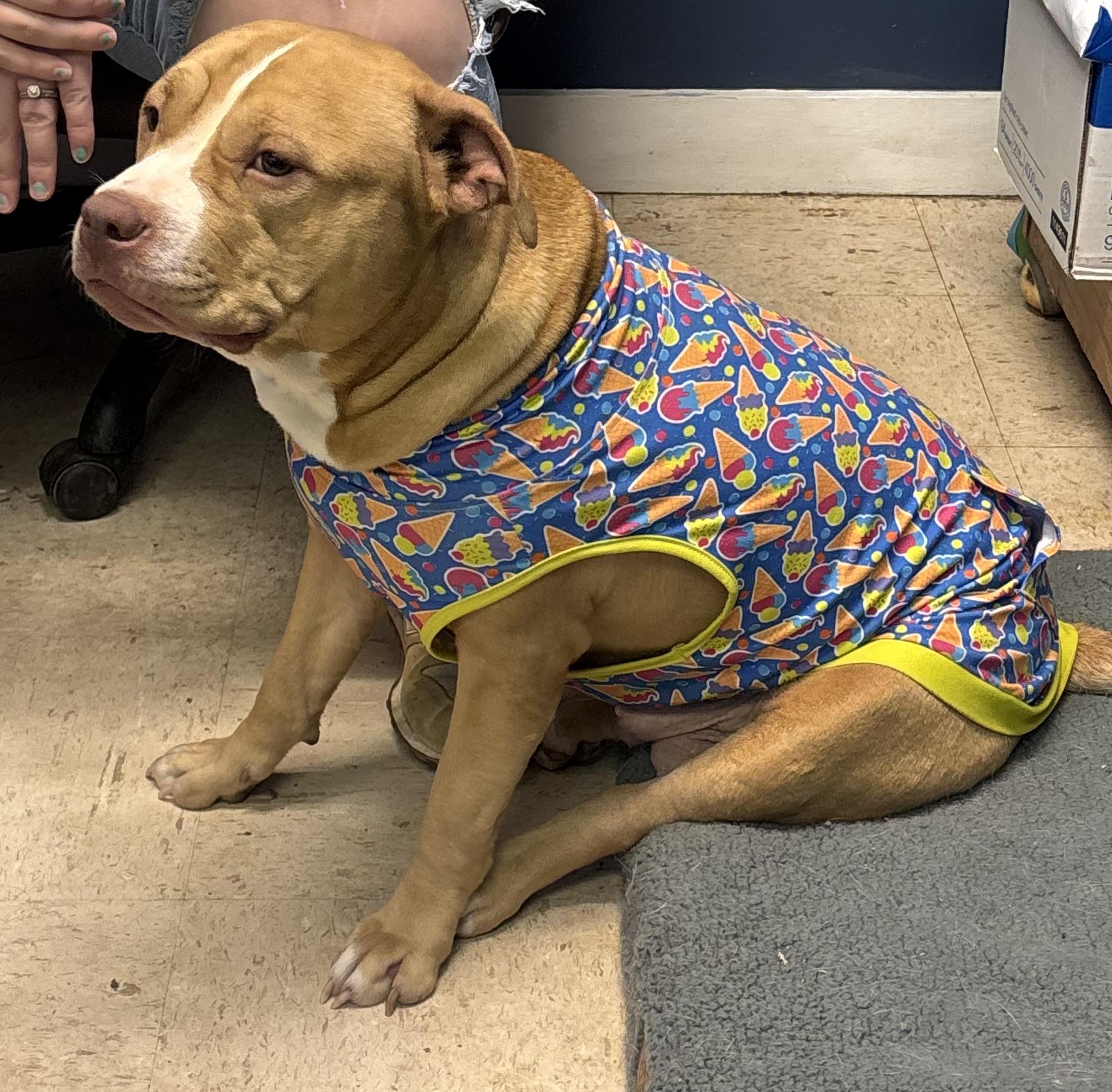 Lilo, a Adoptable American Staffordshire Terrier in Fayetteville, WV image 2/2
