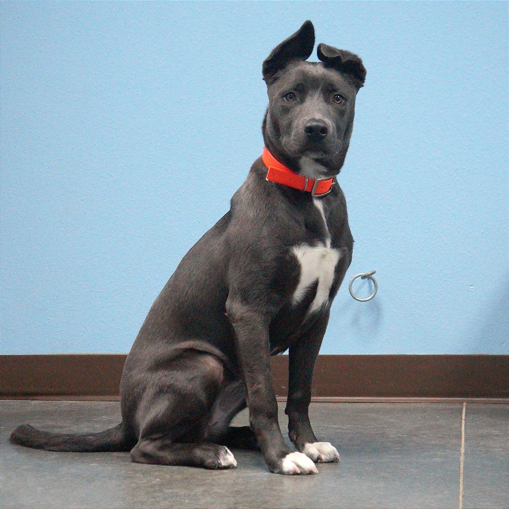 Cherry, Adoptable, Young Female Pit Bull Terrier & Labrador Retriever.