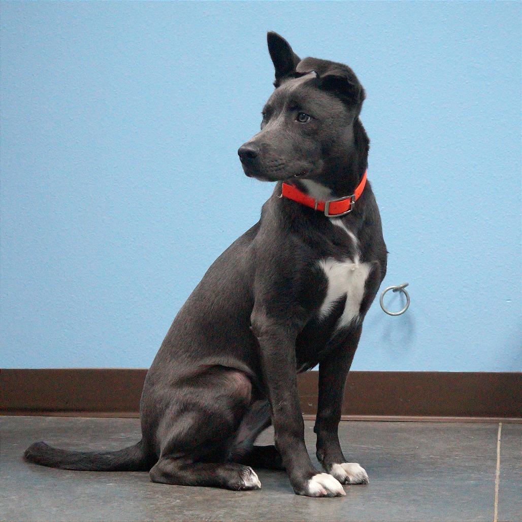 Enlarge Cherry, a Adoptable mixed breed in Idaho Falls, ID image 2/5