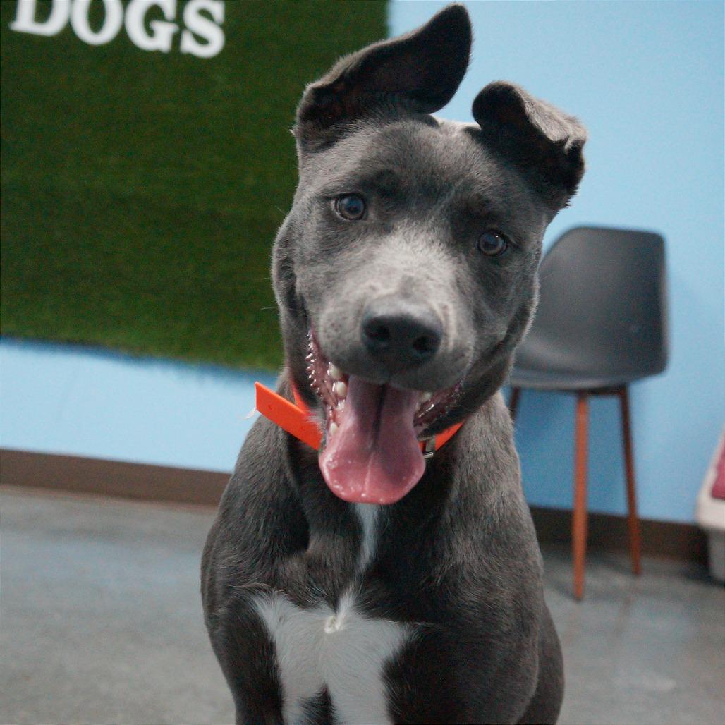 Enlarge Cherry, a Adoptable mixed breed in Idaho Falls, ID image 3/5