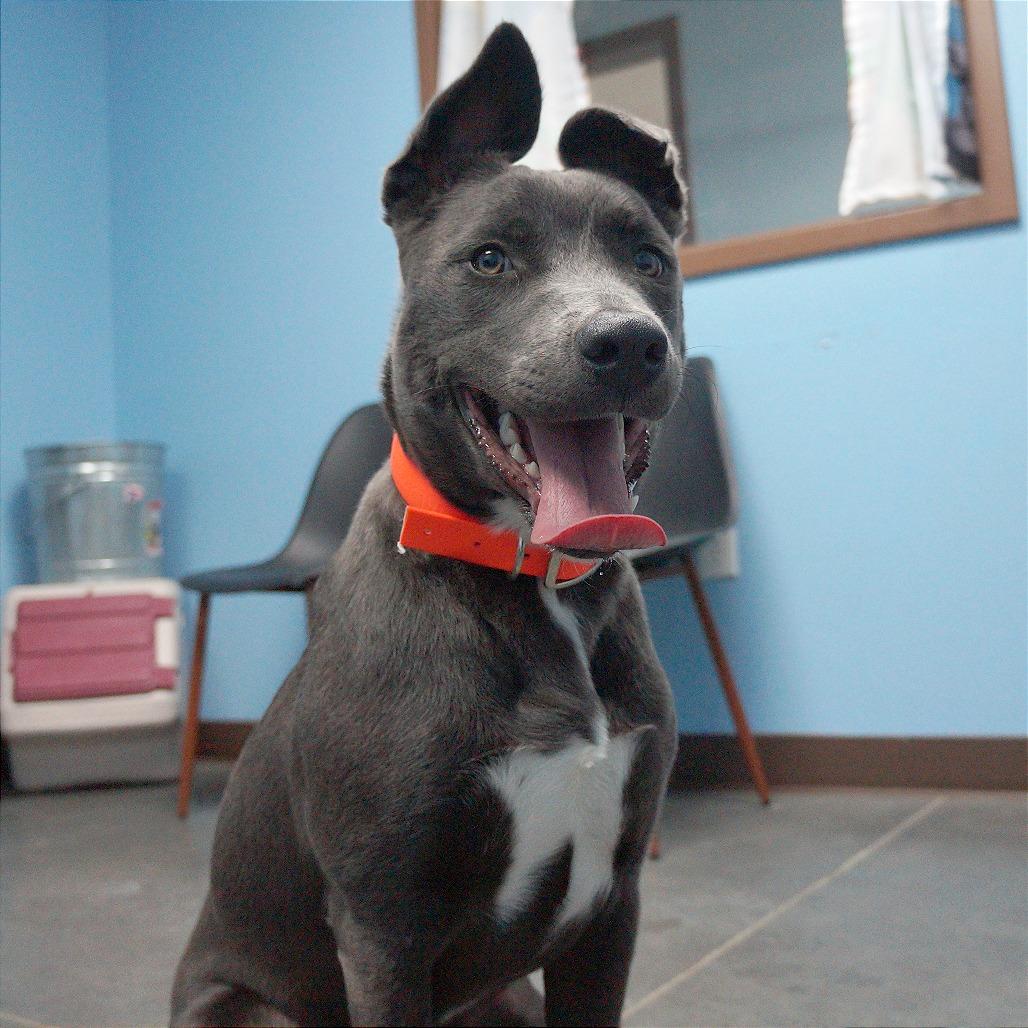 Enlarge Cherry, a Adoptable mixed breed in Idaho Falls, ID image 4/5