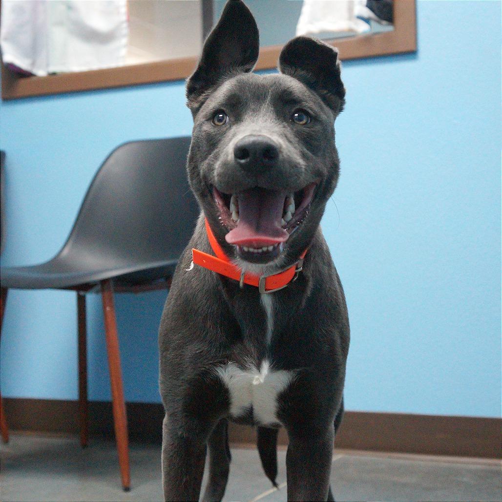 Enlarge Cherry, a Adoptable mixed breed in Idaho Falls, ID image 5/5