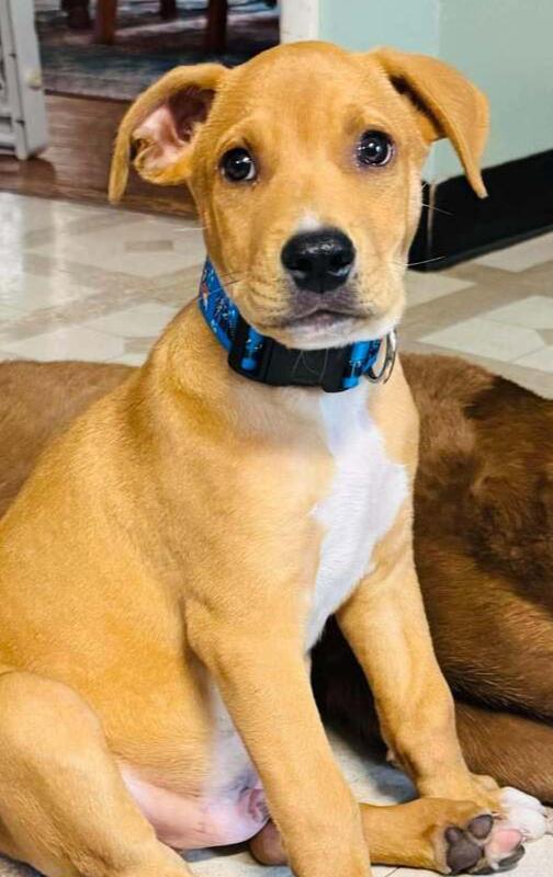 Enlarge Toby, a Adoptable mixed breed in Lincoln, NE image 1/4