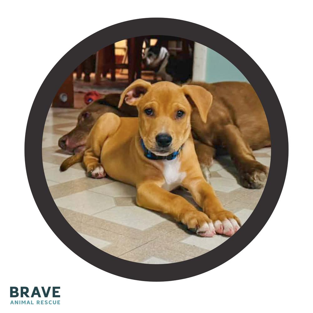 Enlarge Toby, a Adoptable mixed breed in Lincoln, NE image 4/4