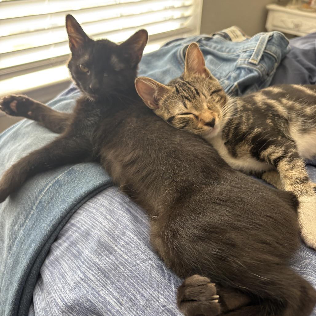 Toast Traintrack-ML, a Adoptable Domestic Short Hair in Tallahassee, FL image 1/5