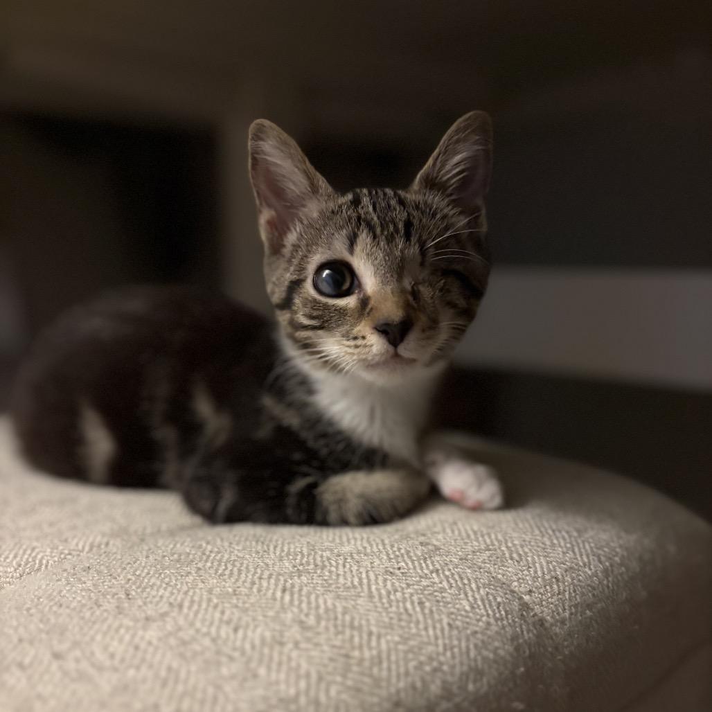 Toast Traintrack-ML, a Adoptable Domestic Short Hair in Tallahassee, FL image 2/5
