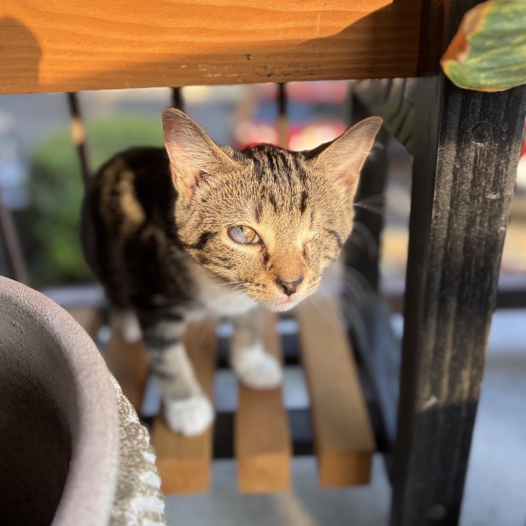 Toast Traintrack-ML, a Adoptable Domestic Short Hair in Tallahassee, FL image 3/5