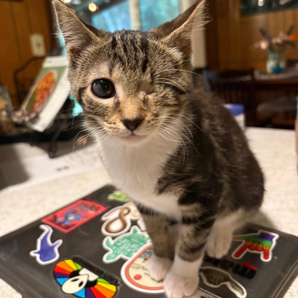 Toast Traintrack-ML, a Adoptable Domestic Short Hair in Tallahassee, FL image 4/5
