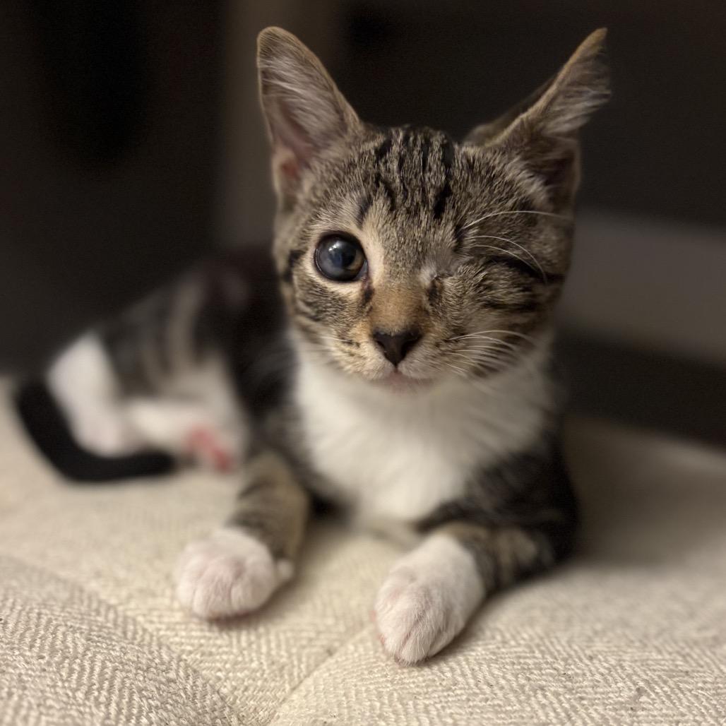 Toast Traintrack-ML, a Adoptable Domestic Short Hair in Tallahassee, FL image 5/5