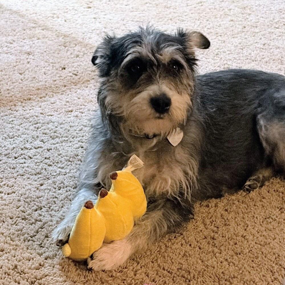 Enlarge Clarabelle, a Adoptable mixed breed in Reynoldsburg, OH image 1/6