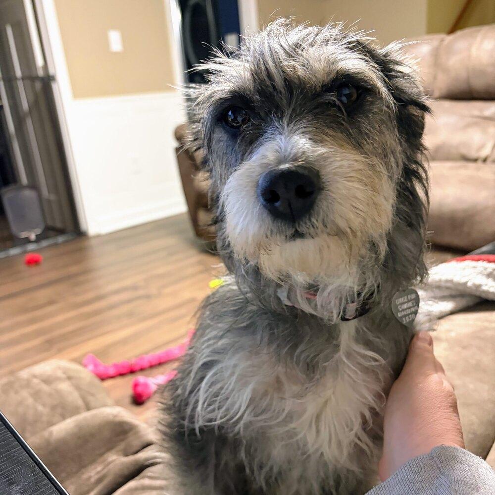 Enlarge Clarabelle, a Adoptable mixed breed in Reynoldsburg, OH image 2/6