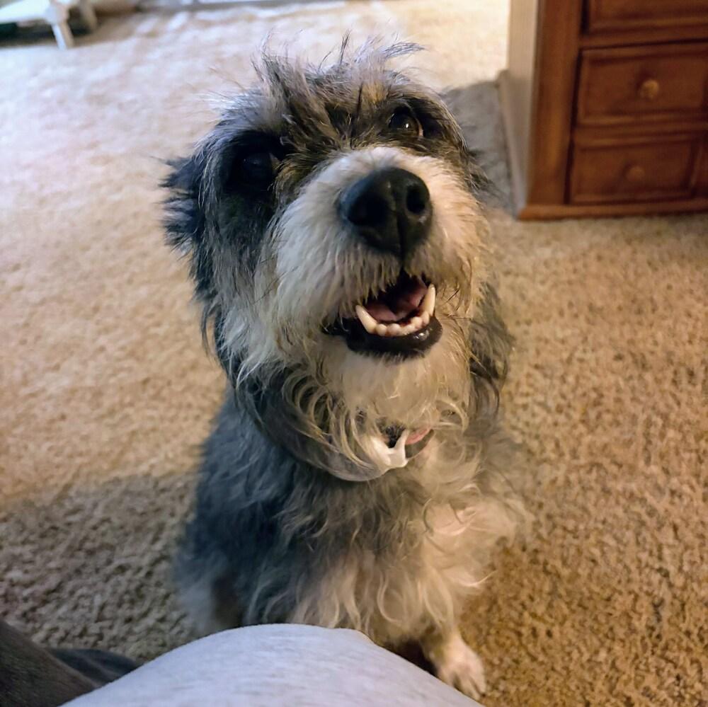 Enlarge Clarabelle, a Adoptable mixed breed in Reynoldsburg, OH image 3/6