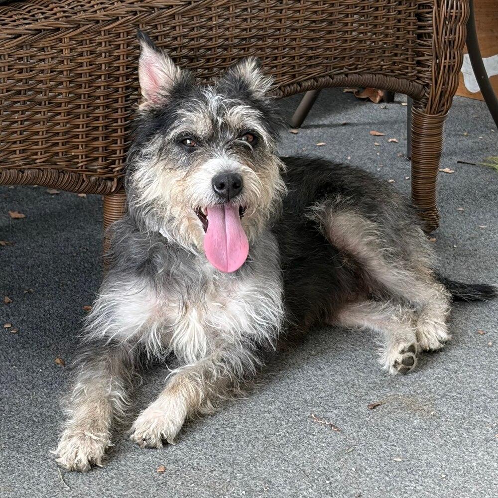 Enlarge Clarabelle, a Adoptable mixed breed in Reynoldsburg, OH image 4/6