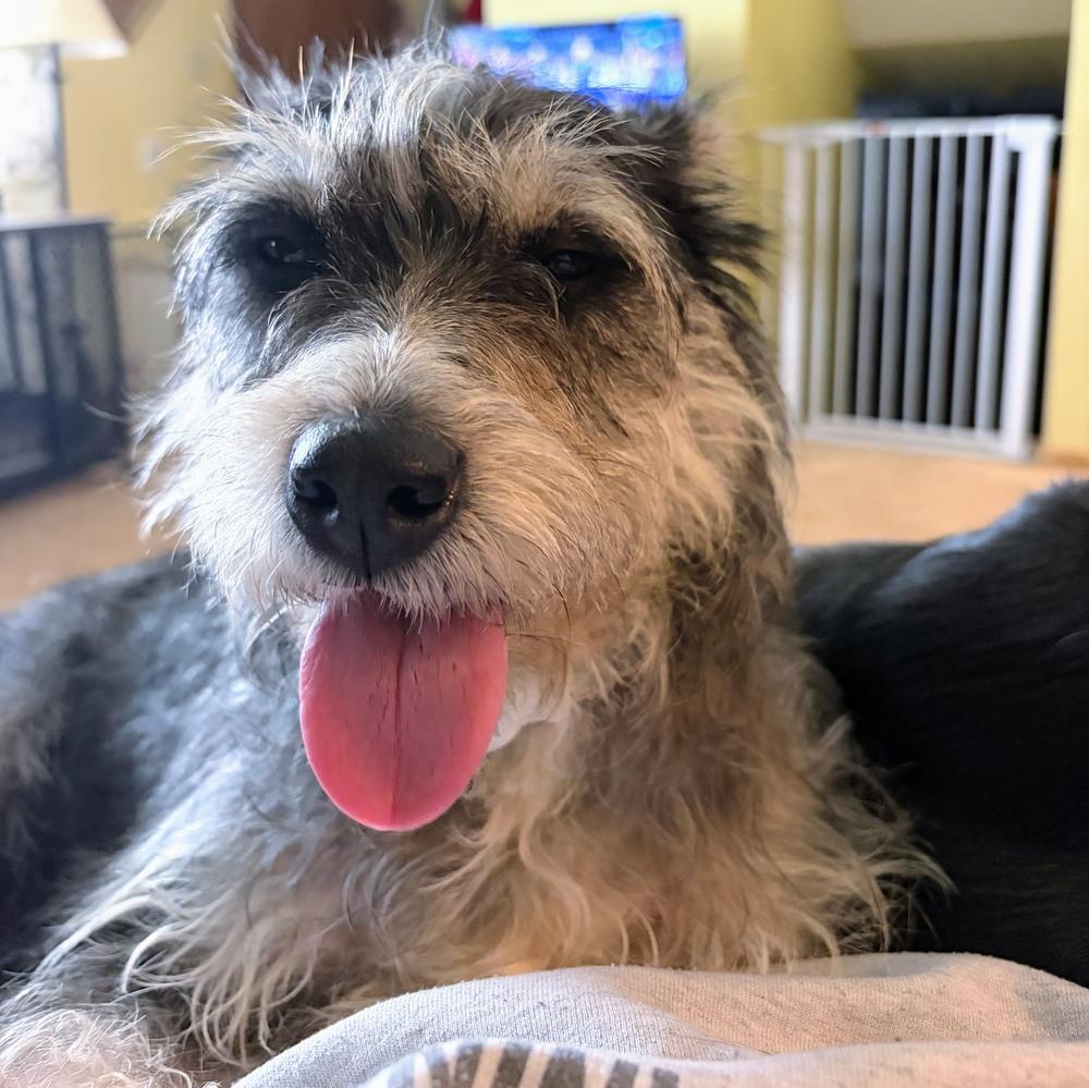 Enlarge Clarabelle, a Adoptable mixed breed in Reynoldsburg, OH image 5/6