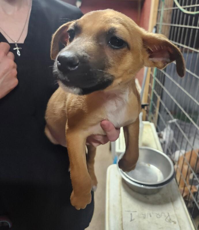 Sunny, Adoptable, Puppy Male Chihuahua & Dachshund.