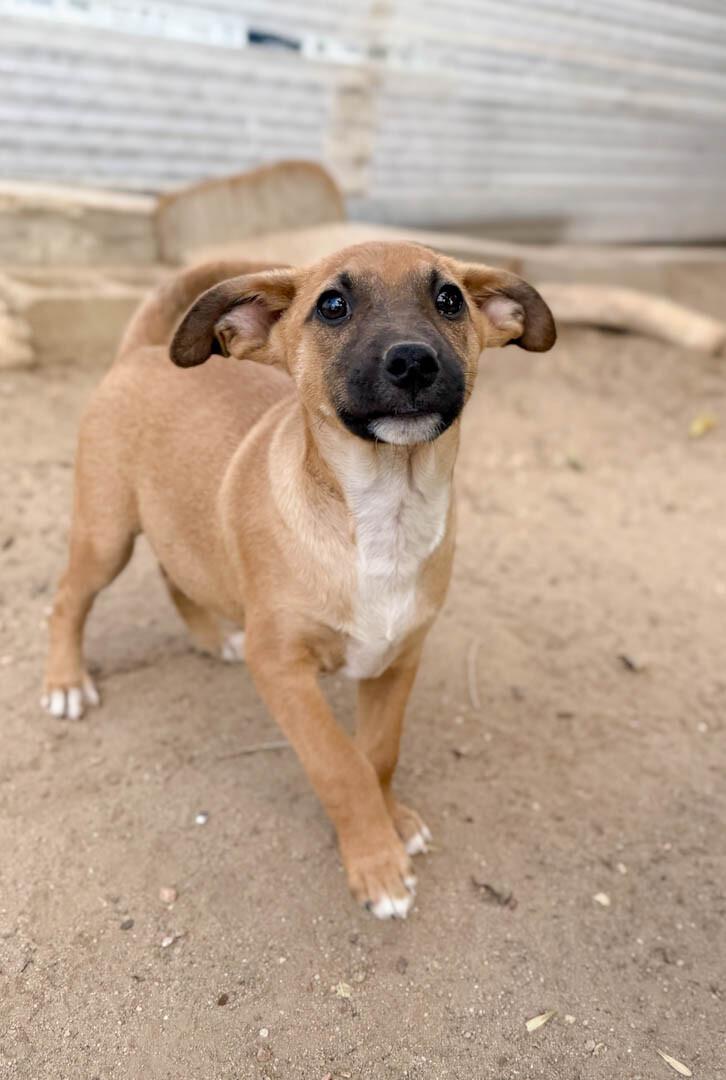 Enlarge Sunny, a Adoptable mixed breed in Windsor, CO image 2/6