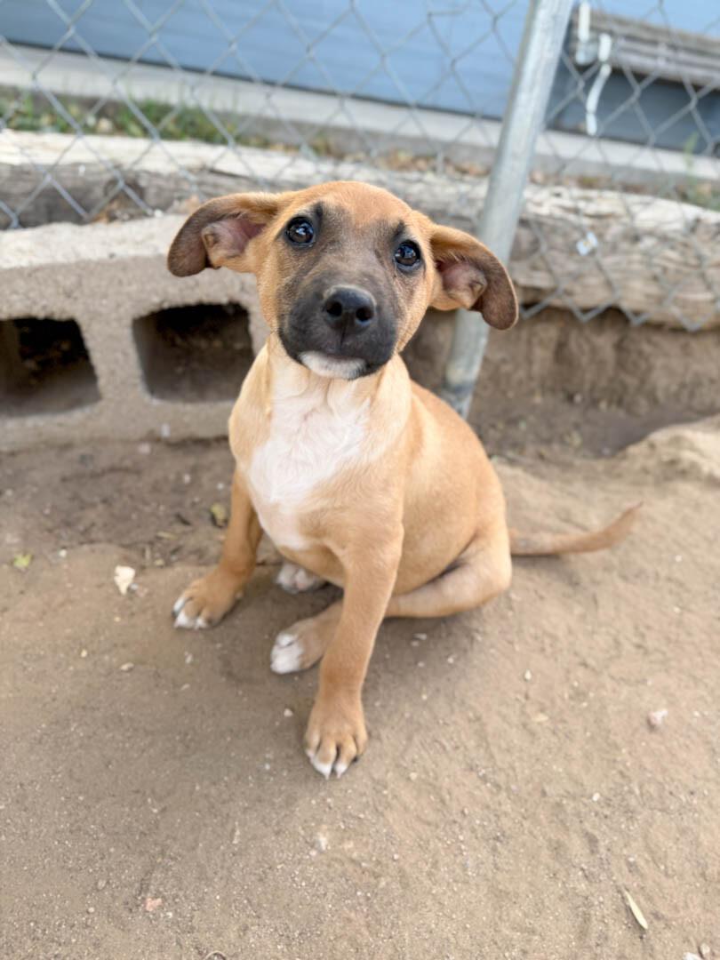 Enlarge Sunny, a Adoptable mixed breed in Windsor, CO image 3/6